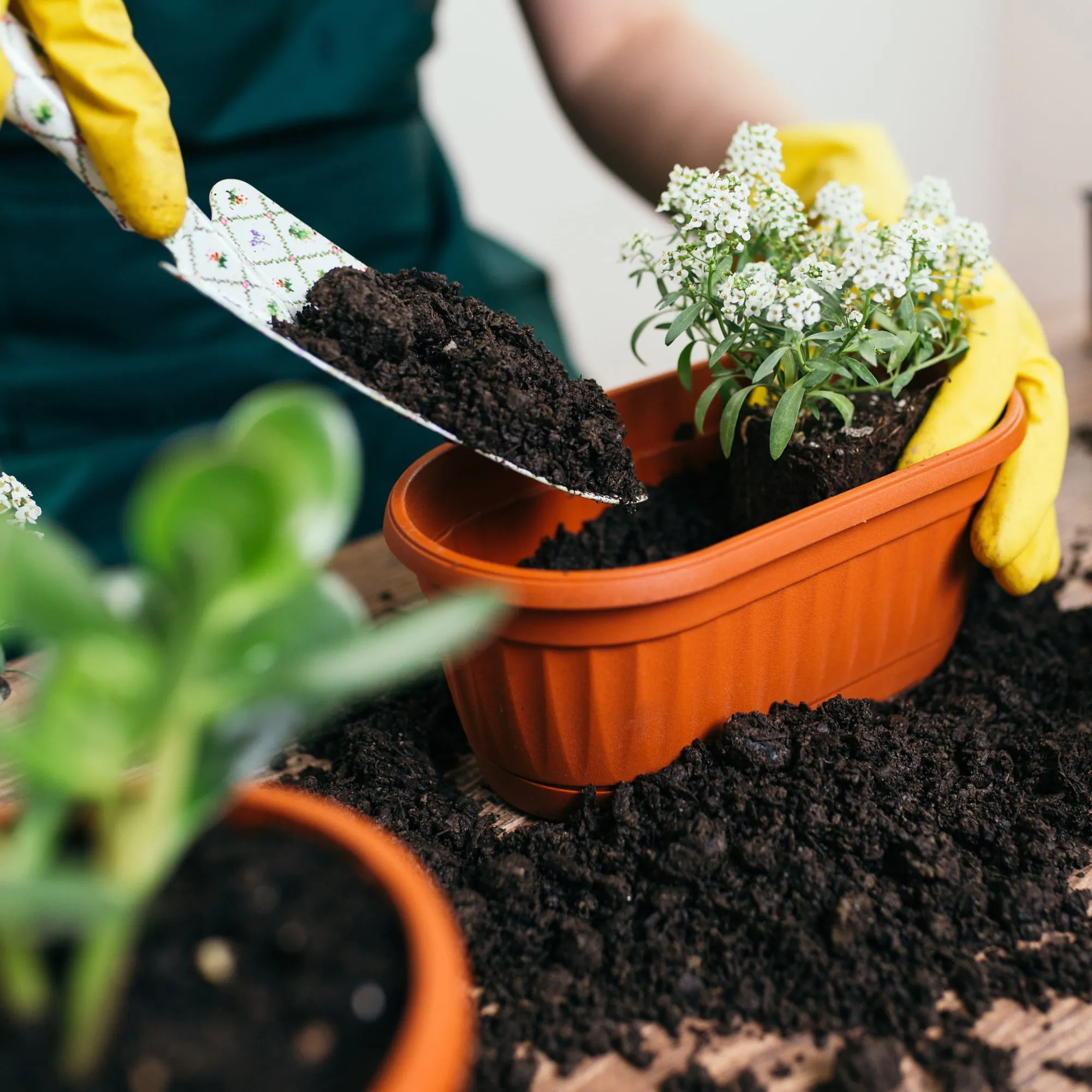 Back to the Roots Organic Premium Blend All-Purpose Potting Mix Soil, 1 Cubic Ft