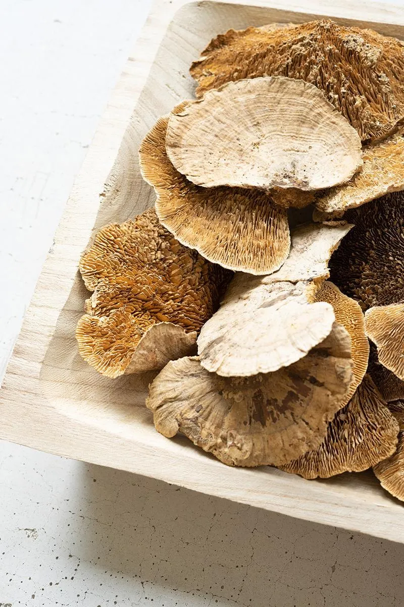 Bag of 48 Dried Sponge Mushrooms  (Pack of 4 bags)