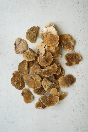 Bag of 48 Dried Sponge Mushrooms  (Pack of 4 bags)