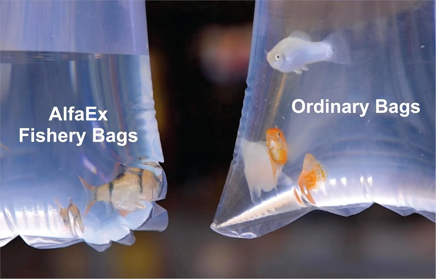 Fishery Bags 4 Inches Leak Proof Rounded Bottom Clear Plastic Fish Bags for Shrimps and Betta Fish Transport. (4" x 12" / 1000 Pack / 4 Mil)