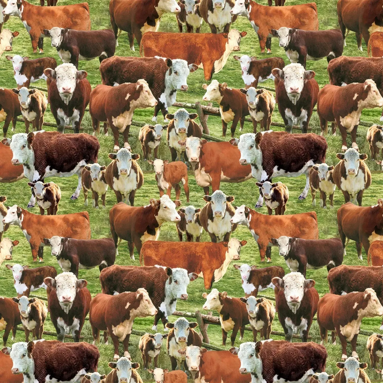 Multi Hereford Cows in a Corral by Timeless Treasures by the YARD 2453
