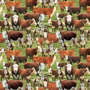 Multi Hereford Cows in a Corral by Timeless Treasures by the YARD 2453